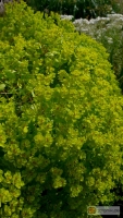 Euphorbia seguieriana -- Steppen Wolfsmilch